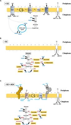 Adaptation of Vibrio cholerae to Hypoxic Environments